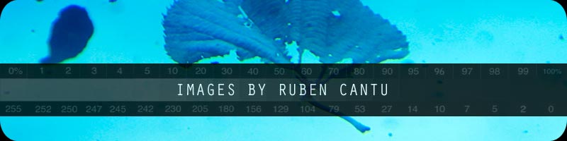 Images by Ruben Cantu