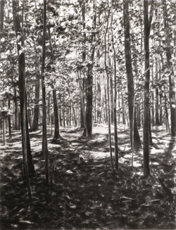 Light Through Woods