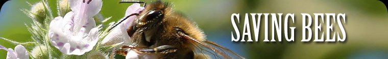 Saving Bees